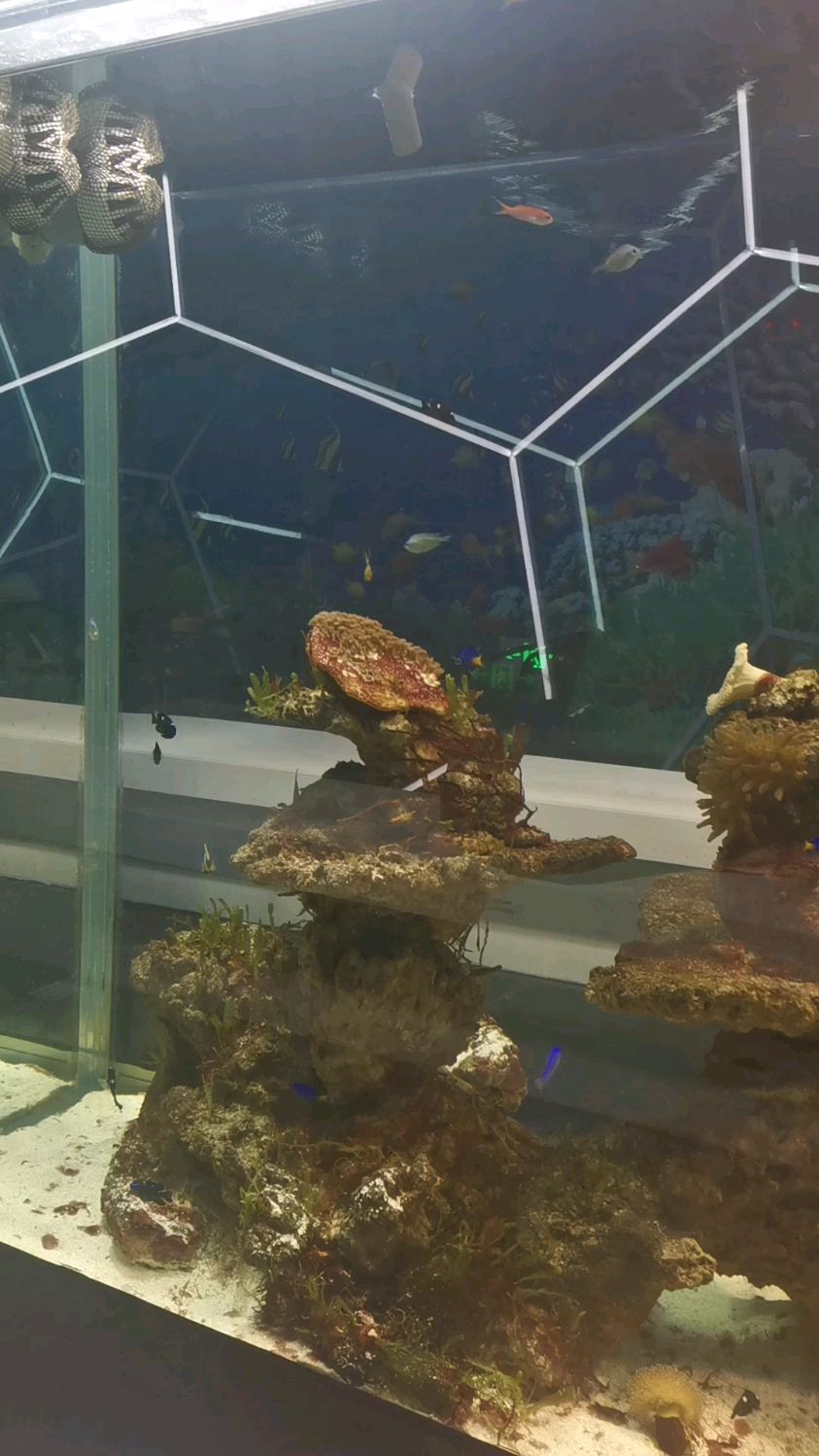 太美了!海洋馆餐厅里的鱼儿背景墙。