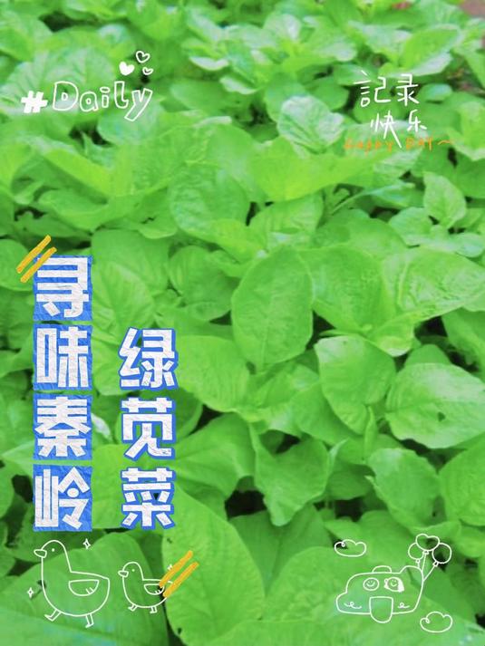 绿苋菜