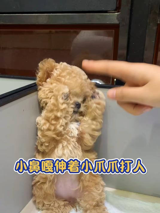 生气的小鼻嘎竟然伸着小爪爪打人!奶凶奶凶的样子简直太可爱啦～