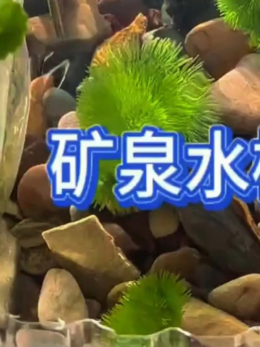 三种矿泉水瓶养鱼方法,水草养鱼,古法生态养鱼,绿水养鱼!