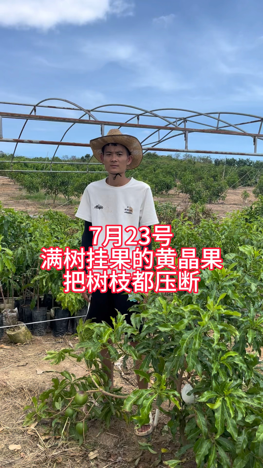 黄晶果怎么种植我来教你