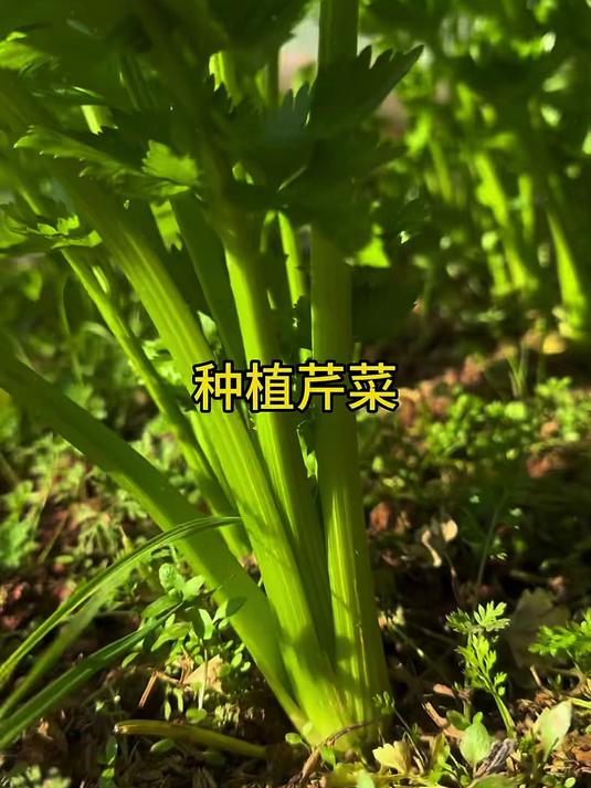 芹菜这样种,个个长得跟小树一样