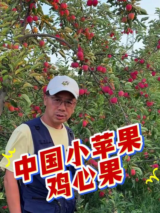 中国小苹果：鸡心果……鸡心果 塞外红 香妃海棠 锦绣海棠