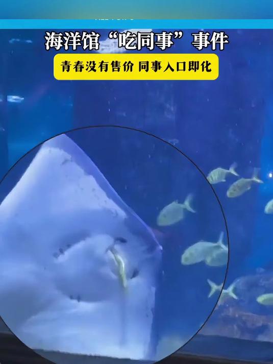 魔鬼鱼:上班饿了吃个“同事”合理吧