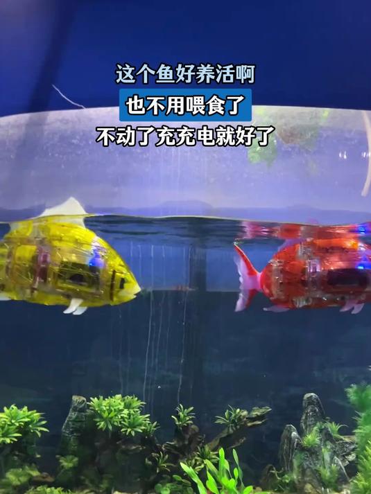 这个鱼好养活啊，也不用喂食了，不动了充充电就好了