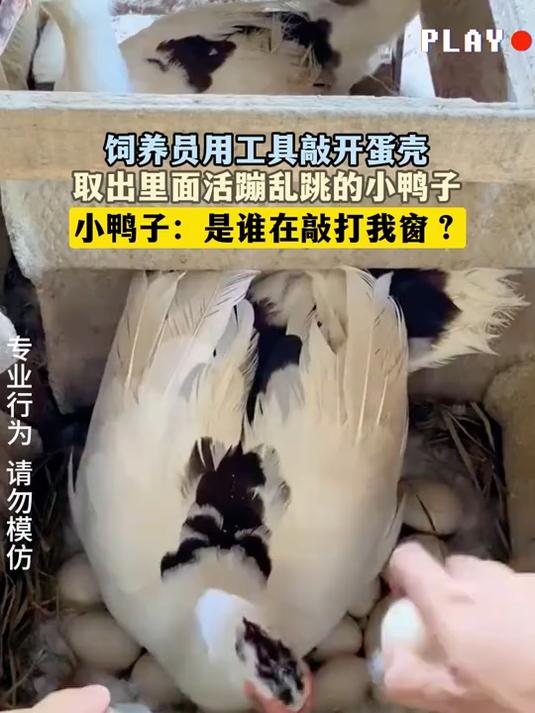 饲养员用工具敲开蛋壳,取出里面活蹦乱跳的小鸭子