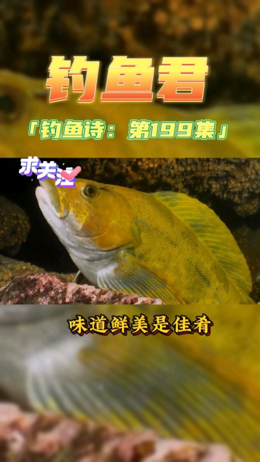 钓鱼君之钓鱼口诀:第199集(钓大泷六线鱼)鱼类百科钓过此鱼吗