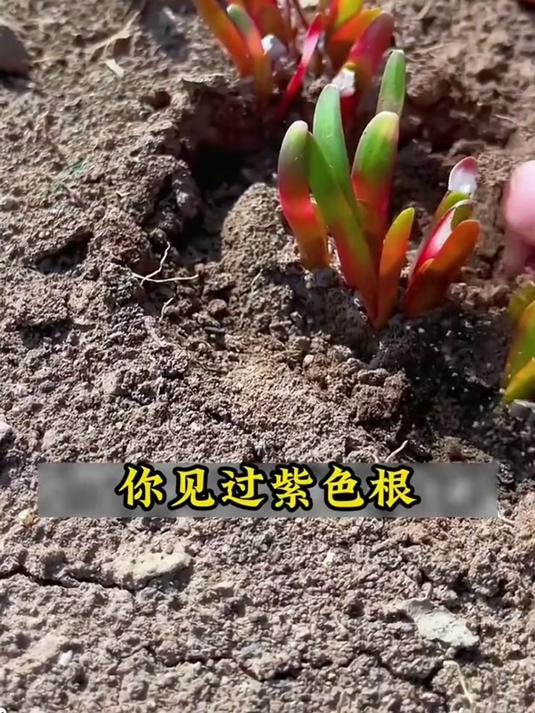 红根韭菜根,菜市场买不到的鲜,现采现吃似甘蔗甜