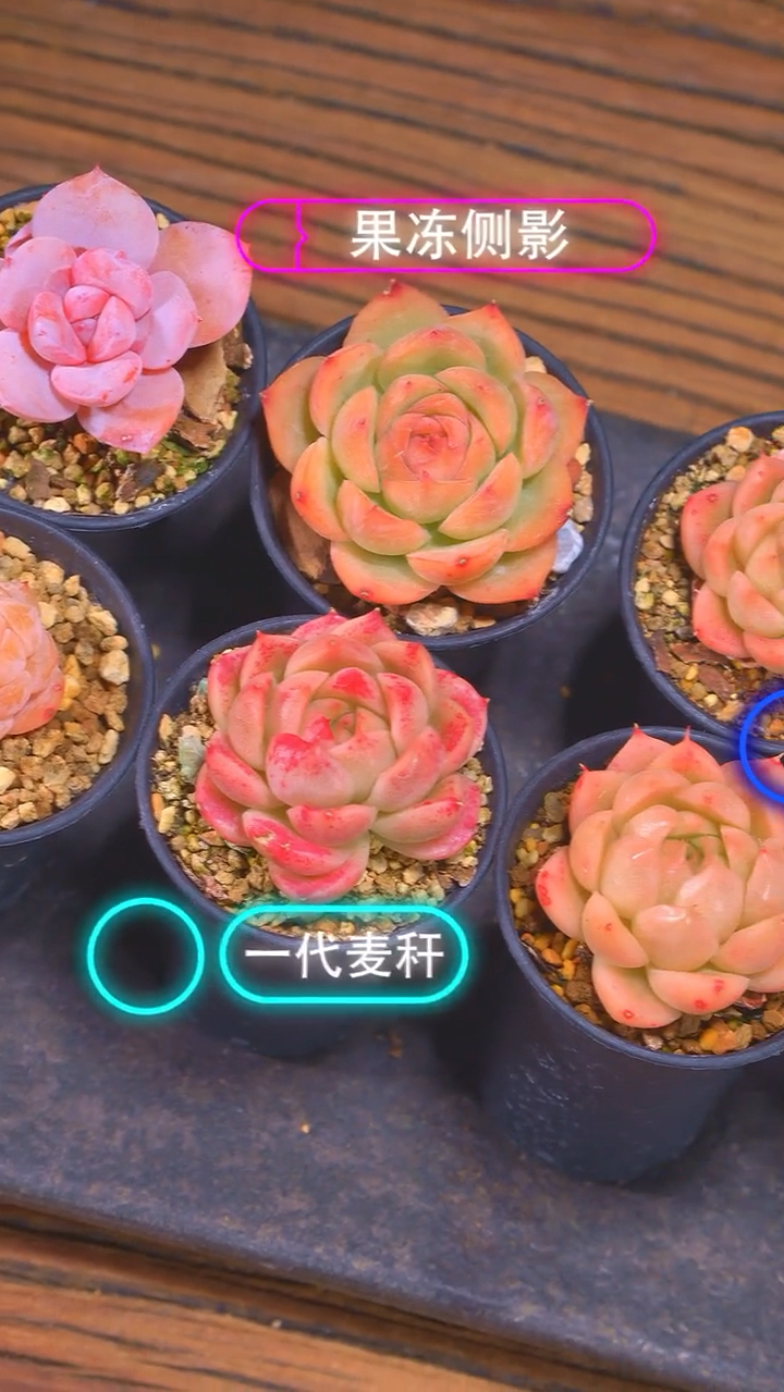 每一盆多肉,都有不同的名字,你能认出来几种?