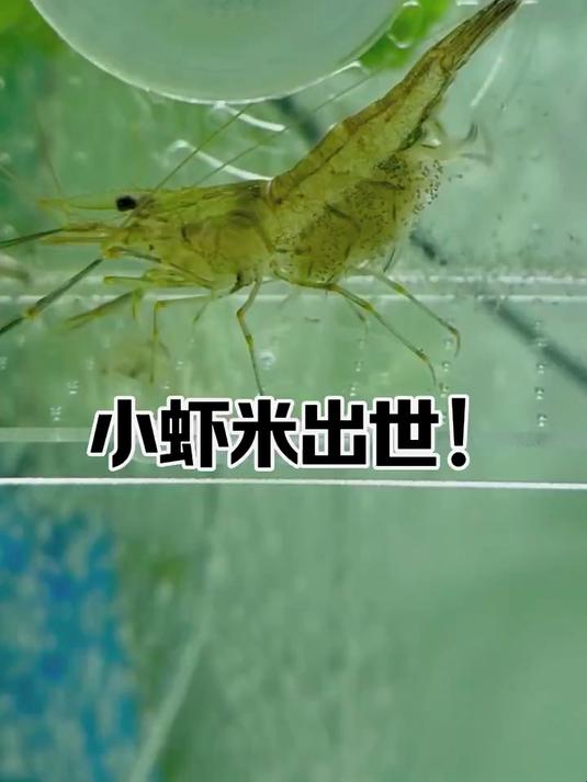 历时15天 抱卵母虾终于生产成功！一次性收获了几百上千只小虾米