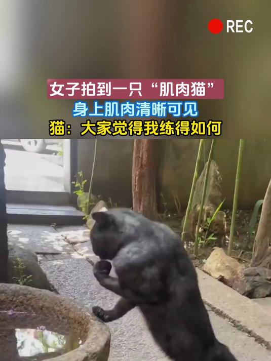 女子拍到一只“肌肉猫”，身上肌肉清晰可见，猫：大家觉得我练得如何