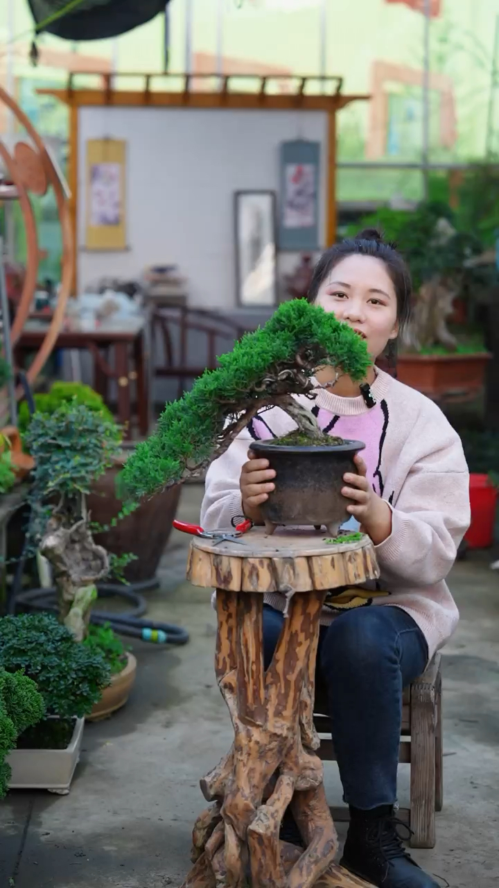 系鱼川真柏,老桩盆景,盆景,真柏,盆景养护管理
