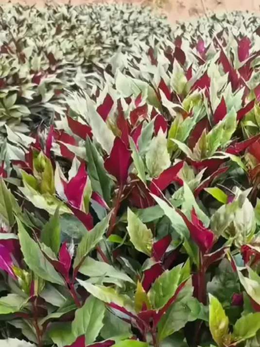 血皮菜营养丰富,凉拌热炒煮汤皆可,赶紧种!