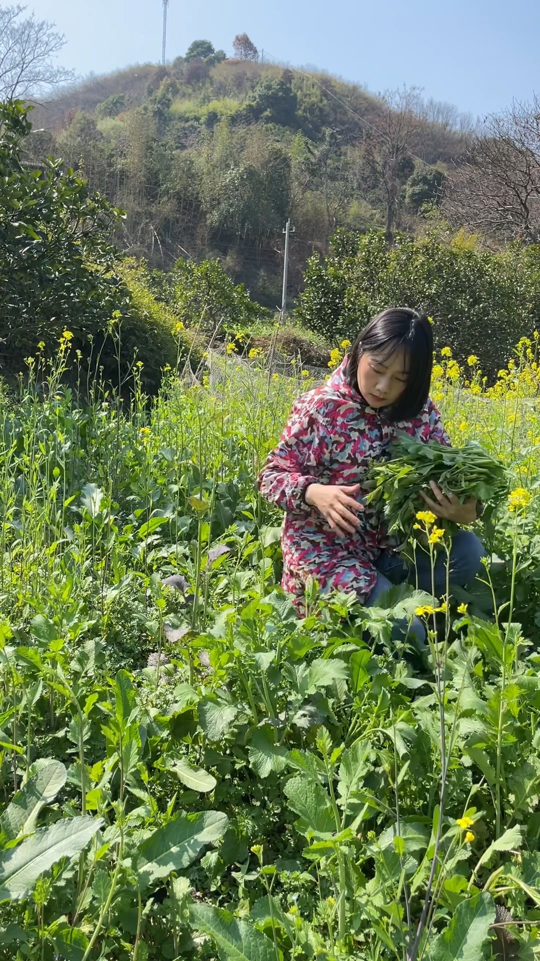 小溪边长了好多野油菜,摘回家做冲菜炒腊肉很香