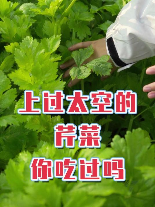 上过太空的芹菜你吃过吗?实地采访山东马家沟芹菜,为何它好吃?
