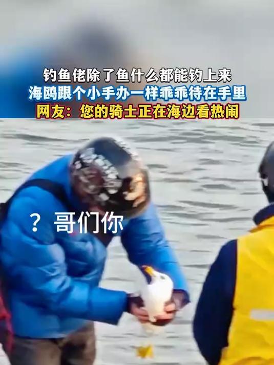 钓鱼佬除了鱼什么都能钓上来,海鸥跟个小手办一样乖乖待在手里,网友:您的骑士正在海边看热闹