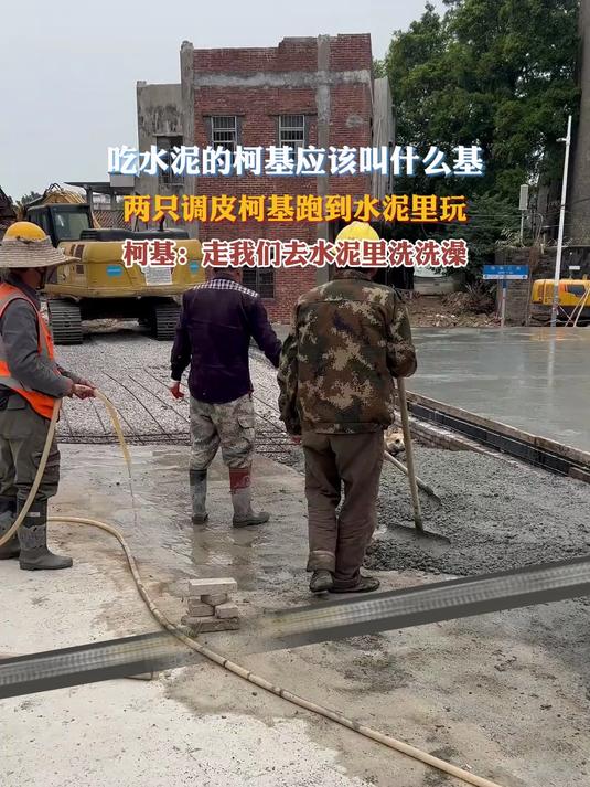 吃水泥的柯基应该叫什么基,狗狗跑施工路上吃水泥,主人无奈了