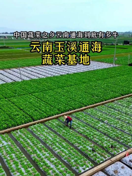 云南通海露天蔬菜基地 这里是国内zui这么美，仿佛巨大的眼影盘！
