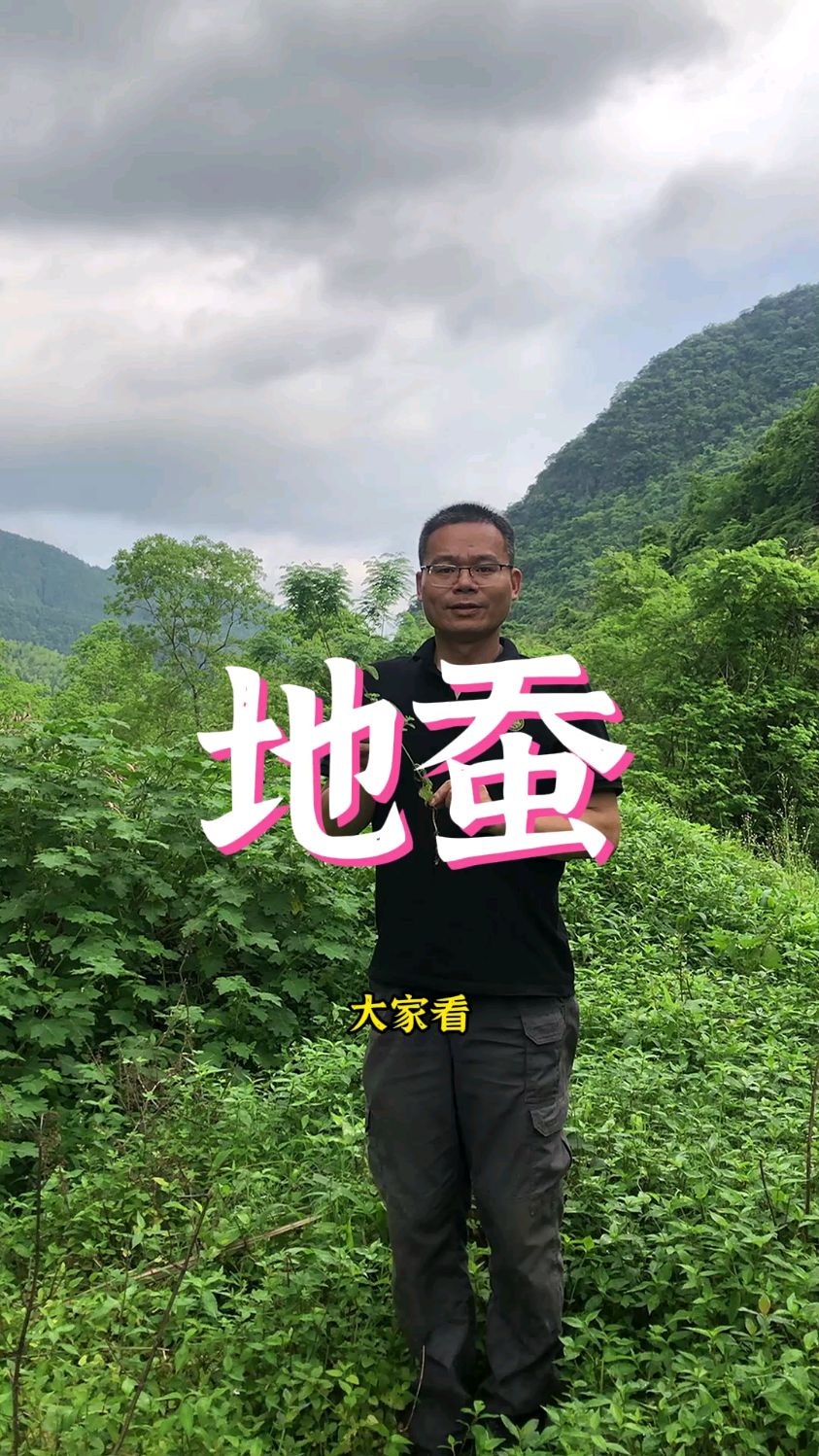 地蚕又叫螺丝菜,地下块茎可生吃,也可以做泡菜,你们吃过吗?