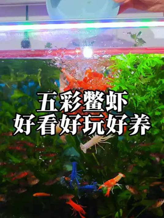 五彩鳖虾清洁鱼缸,冬暖夏凉,养鱼必备秘籍!