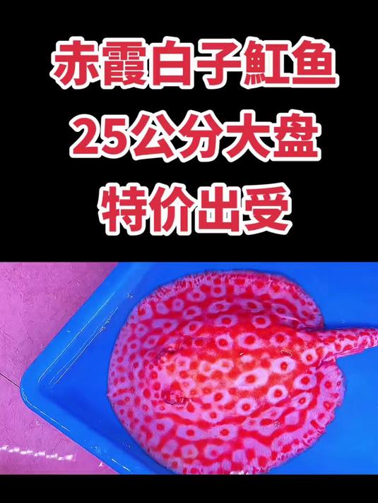 赤霞白子魟鱼,25公分左右,底色漂亮,满盘靓,全品无暇