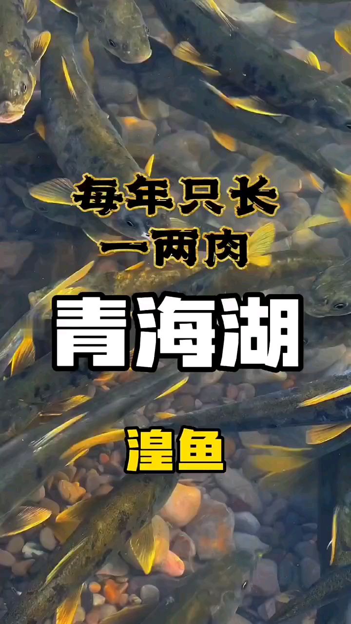 美丽的青海湖湟鱼