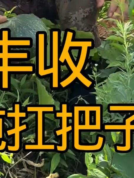 大丰收东北名菜铁锅炖扛把子太香了
