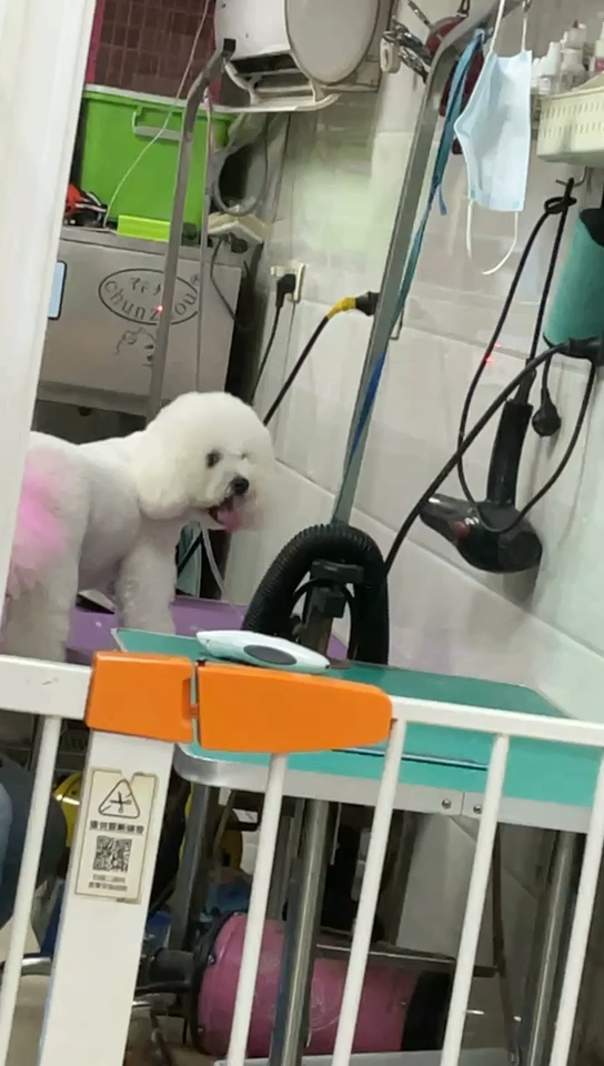 你们家的小狗勾也这样嘛? 平常在家给它剪指甲剃脚毛怎么都不愿意,好像要了它的命一样,拼命针