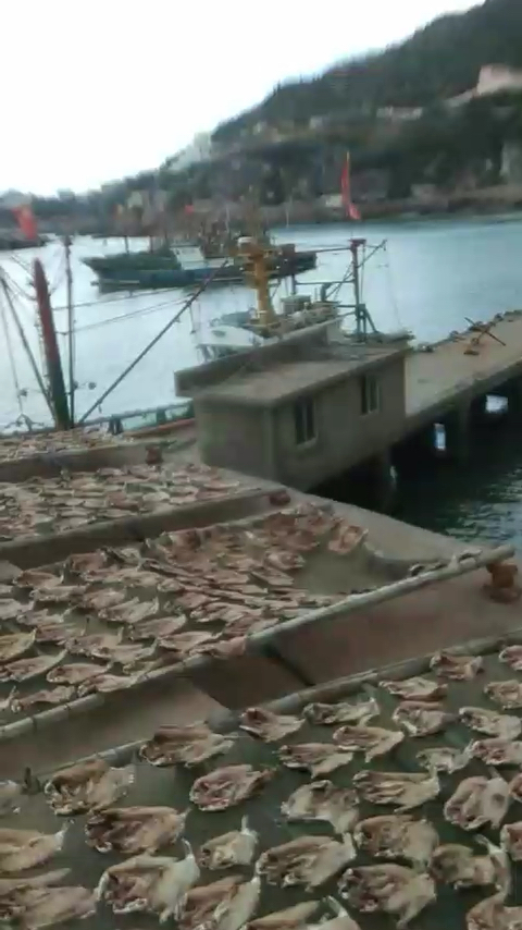纯天然海风吹干,河豚鱼鲞