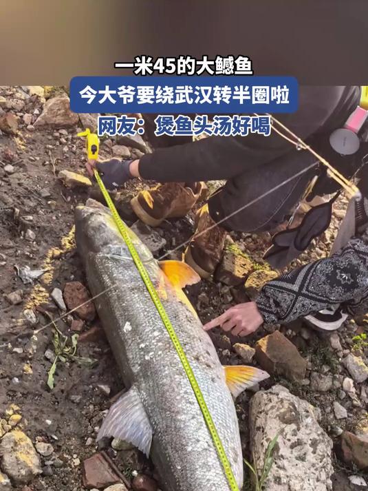 一米45的大鳡鱼,今大爷要绕武汉转半圈啦,网友:煲鱼头汤好喝