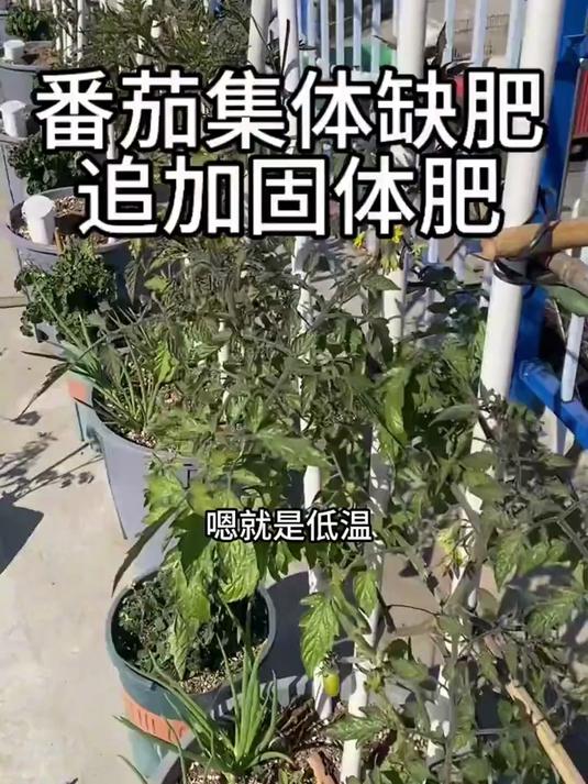 拍二发三复合肥,瓜果蔬菜花卉绿植都能用,家庭种植追肥管用