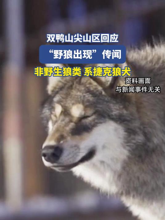 双鸭山尖山区回应“野狼出现”传闻：非野生狼类，系捷克狼犬