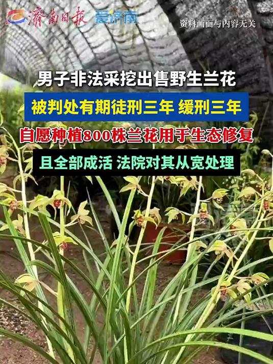 贵州男子非法采挖出售野生兰花被判缓刑,自费种植800株兰花修复生态且全部成活,获从宽处理#