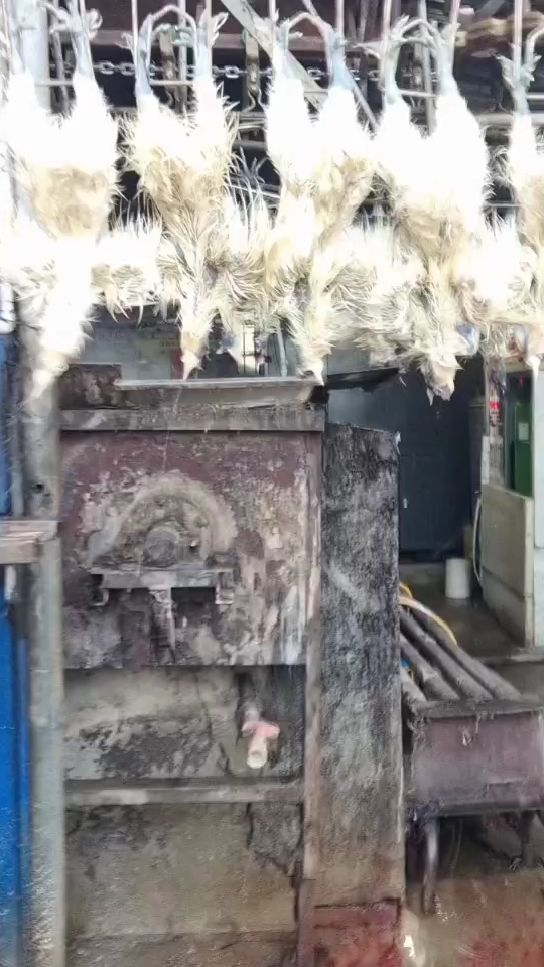正顺中小型乌鸡屠宰流水线 鸡鸭鹅家禽屠宰设备