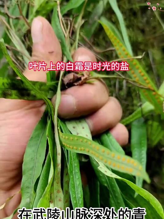 野生肾精草补肾方!泡水喝固肾元,告别疲劳乏力早康好