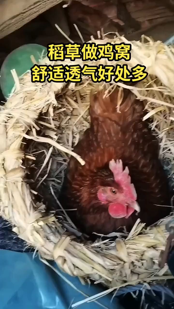 稻草做鸡窝,舒适透气性好
