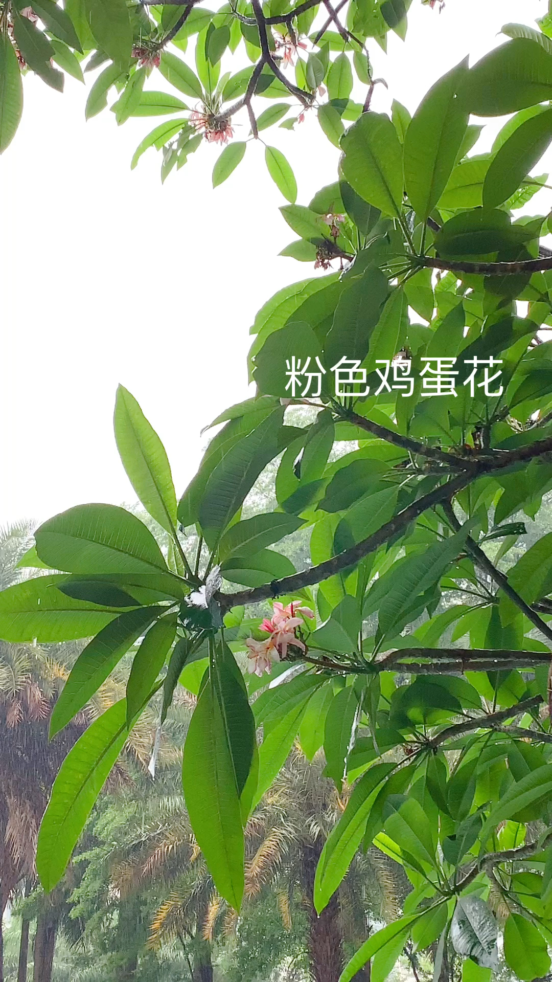 粉色鸡蛋花,团聚绽放似花束,温柔可爱,花语低调含蓄,平凡的爱