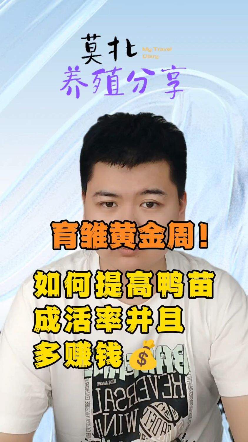 提高鸭子成活率的方法如何提高小鸭的成活率养鸭子如何提高成活率小鸭怎样才能提高成活