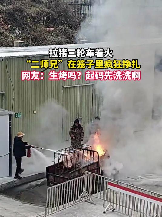 拉猪三轮车着火,“二师兄”在笼子里疯狂挣扎,网友:生烤吗?