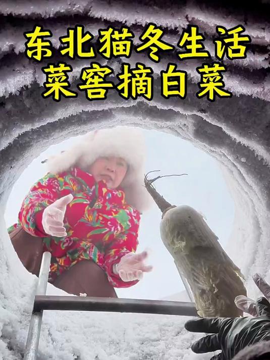 过去条件不好东北猫冬5个月菜窖里的蔬菜吃一冬天