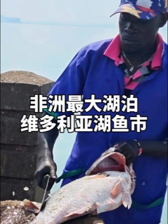 世界第二大淡水湖,非洲维多利亚湖,逛逛湖边鱼市
