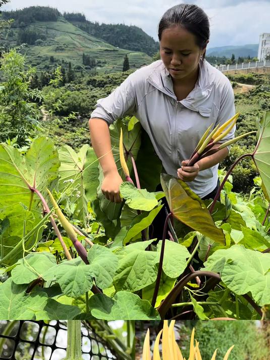 我们云南这边的美食了，来地里面拿点芋头花回家去炖臭豆腐