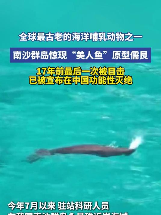 南沙群岛惊现“美人鱼”原型儒艮,已被宣布在中国功能性灭绝