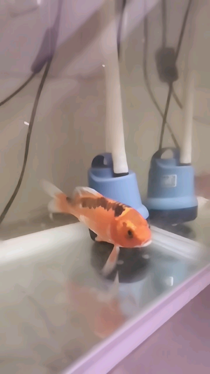 锦鲤鱼恢复不错比原来胆子大了就是鱼鳍开叉