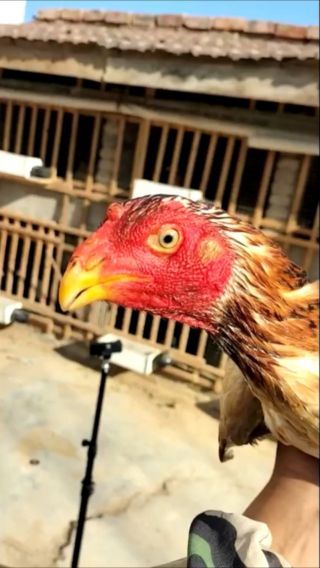 中原斗鸡,你知道中原鸡的打法嘛