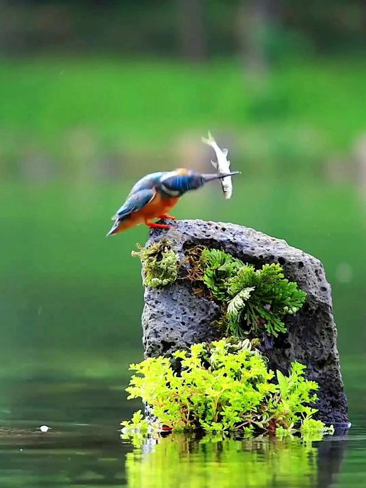 翠鸟捕鱼摔打一条龙