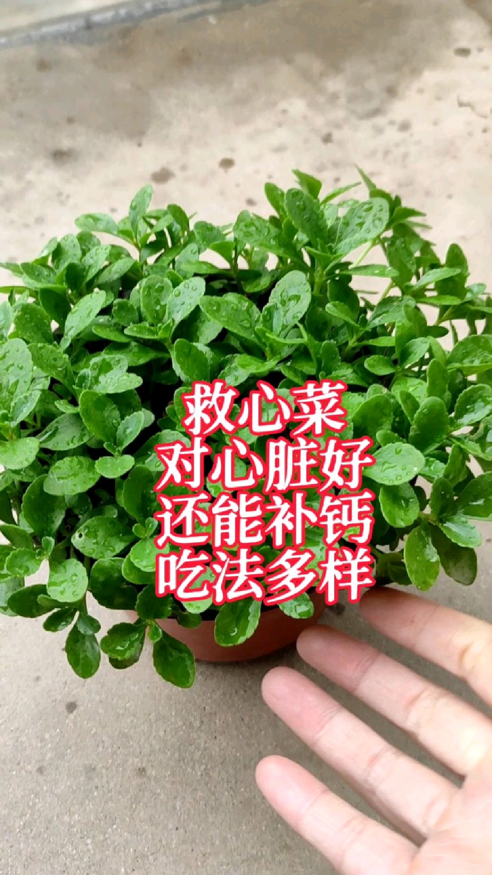 心脏不好?种点救心菜,既养心又补钙,嫩的茎叶凉拌,热炒,做汤,做馅涮火锅,吃法多
