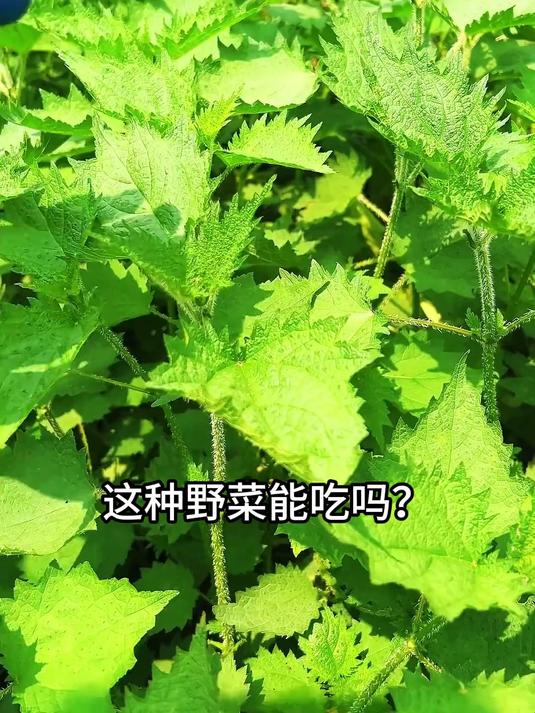 “可食用野菜大合集”一口气带你认识70种野菜,你都吃过几种?