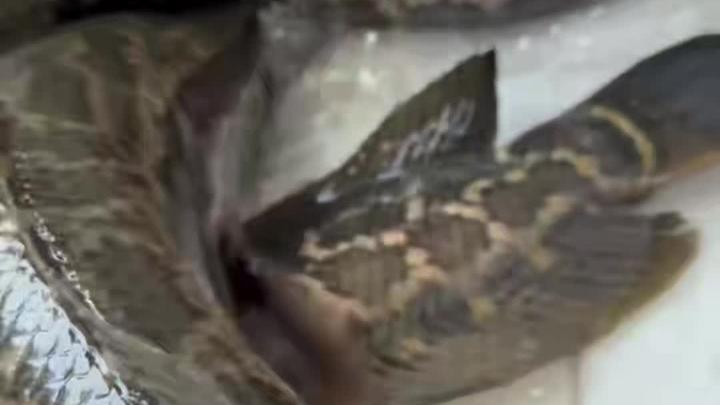 大黑鱼的区别26日1