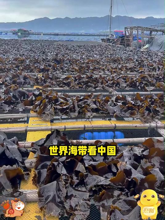 自家晾晒海带 肉质肥厚泡发率高凉拌炖菜都可